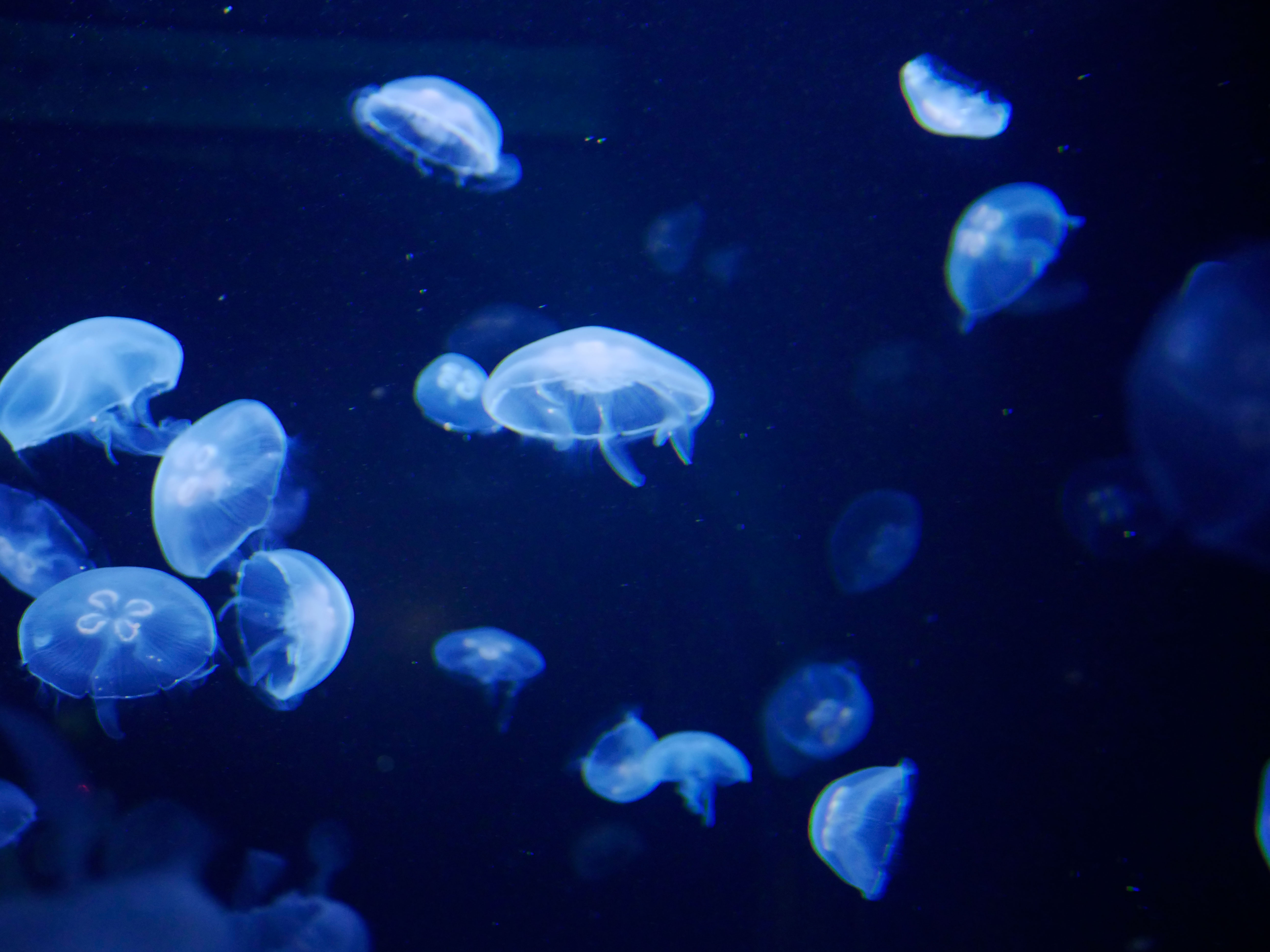 Photo of jellyfishes at Planet Ocean, Montpellier, France