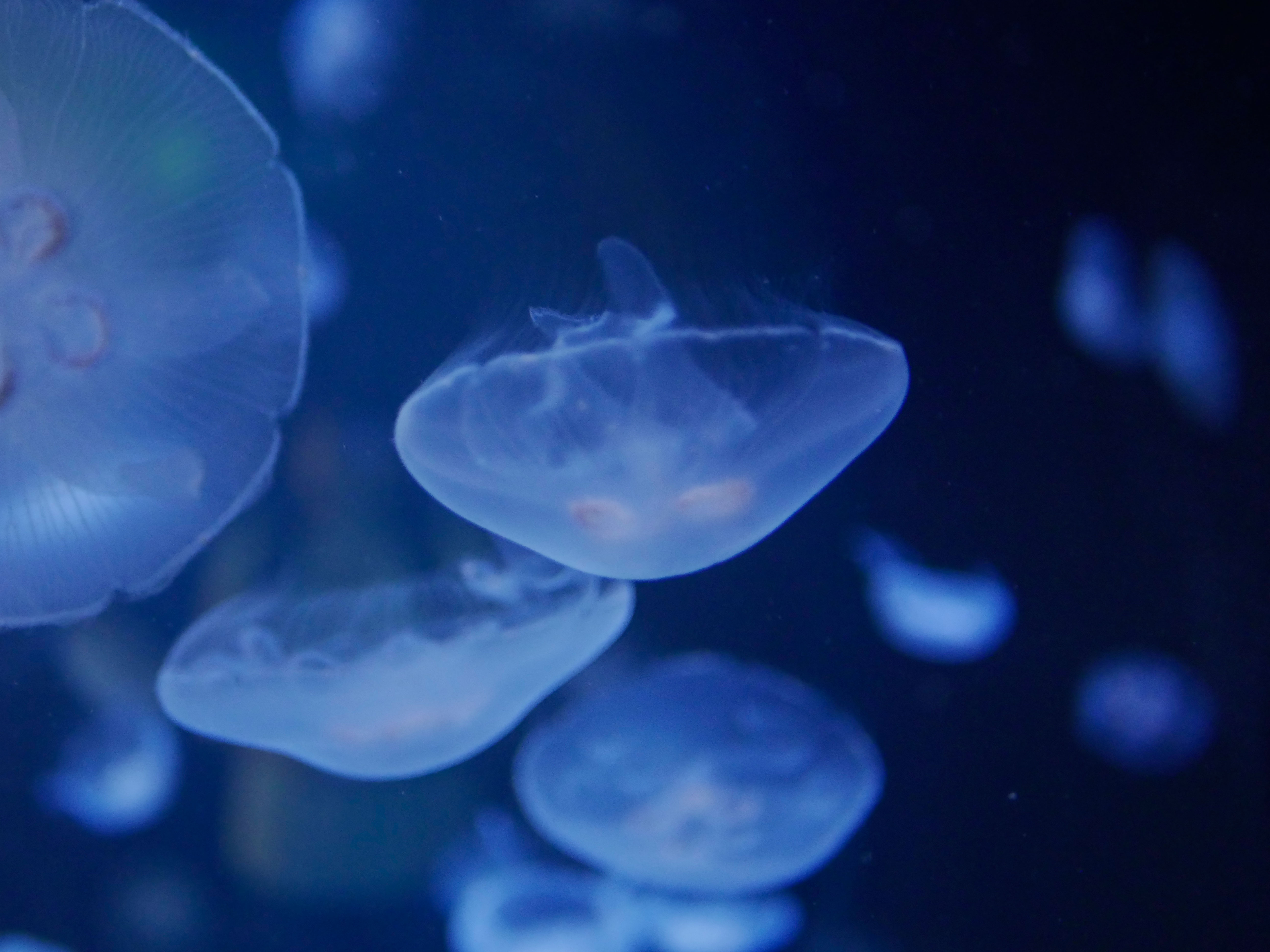 Photo of jellyfishes at Planet Ocean, Montpellier, France