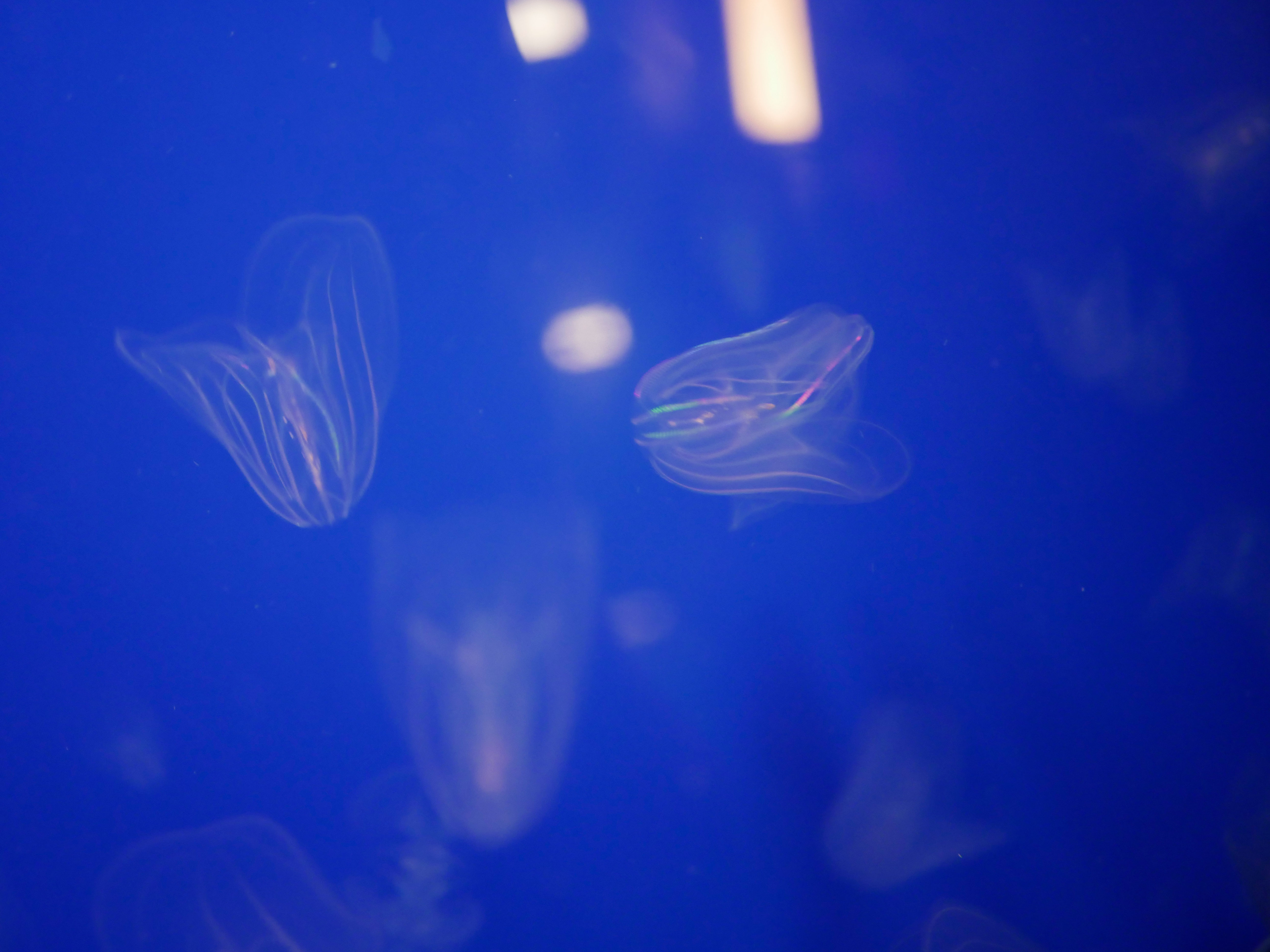 Photo of jellyfishes at Planet Ocean, Montpellier, France