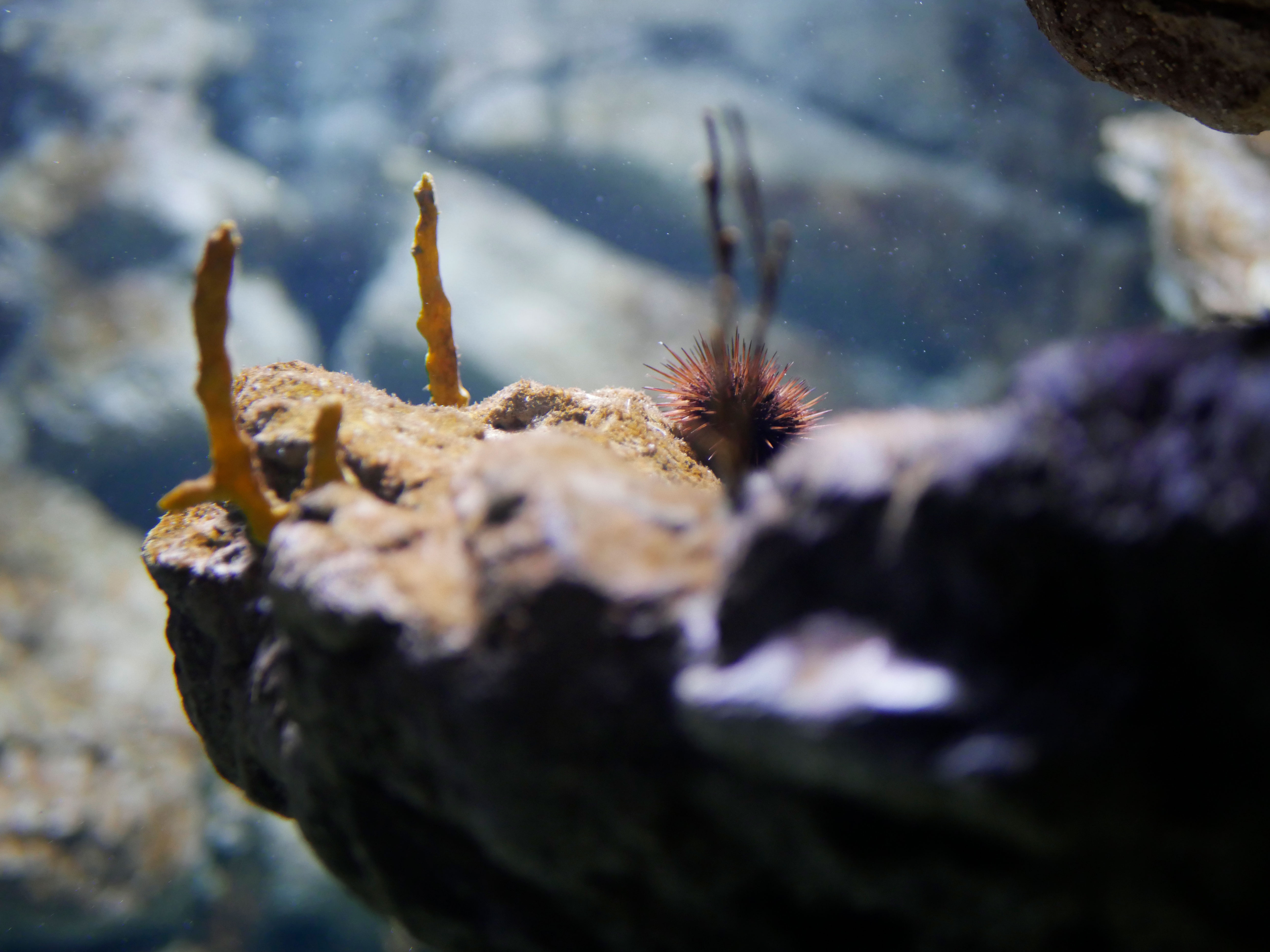 Photo of a sea urchin at Planet Ocean, Montpellier, France