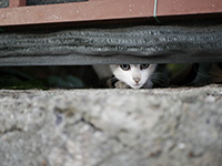 Photo of a stray cat in Portugal