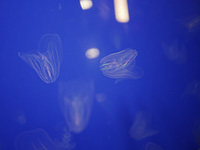 Photo of jellyfishes at Planet Ocean, Montpellier, France