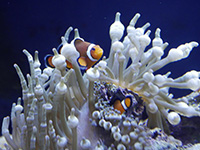 Photo of a clownfish at Planet Ocean, Montpellier, France