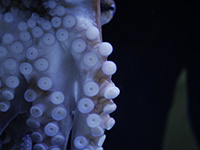 Photo of an octopus at Planet Ocean, Montpellier, France