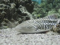 Photo of a zebra shark at Planet Ocean, Montpellier, France