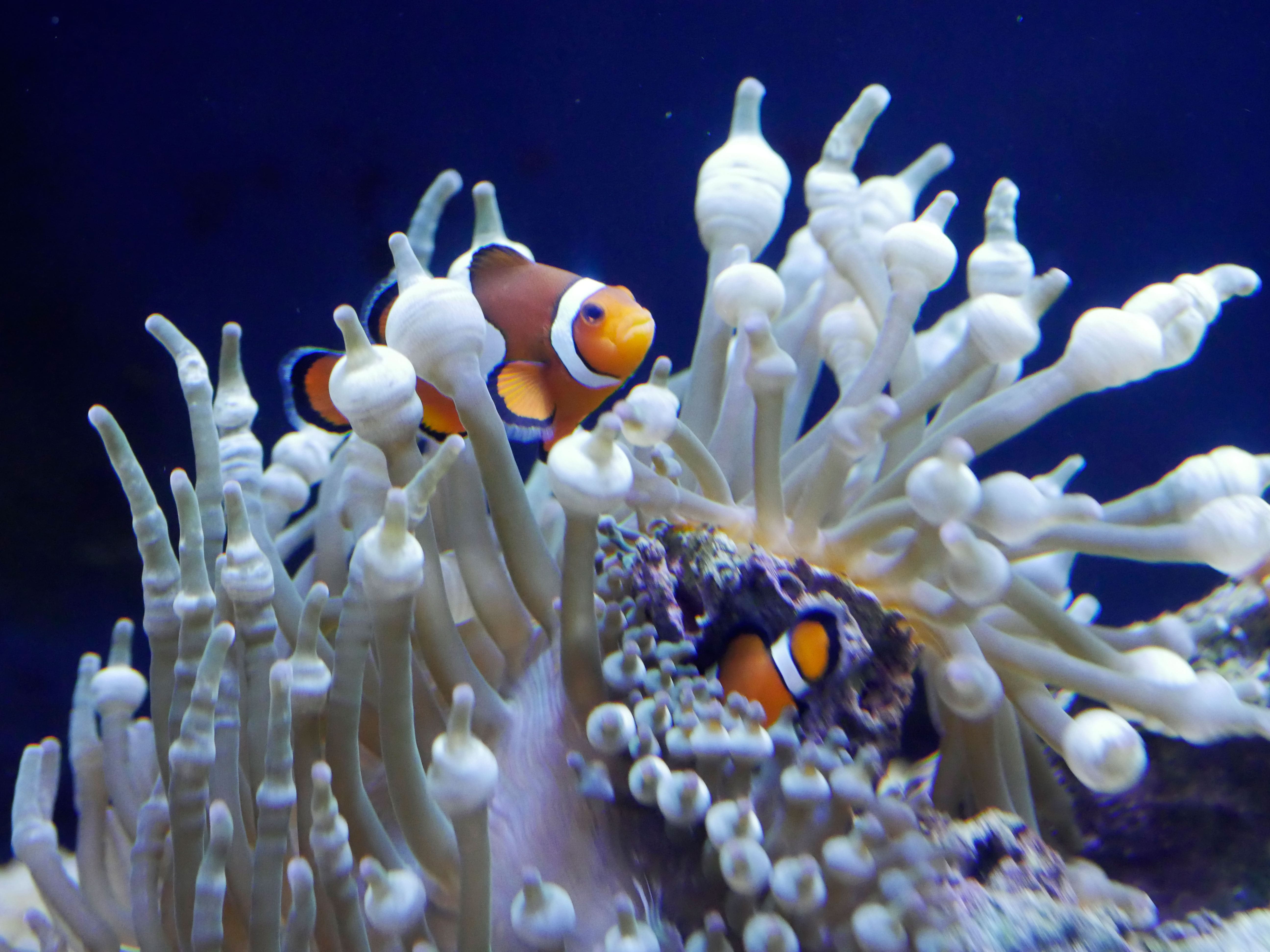 Photo de poissons clown à Planet Océan Montpellier