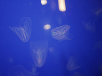 Photo de méduses à Planet Océan Montpellier